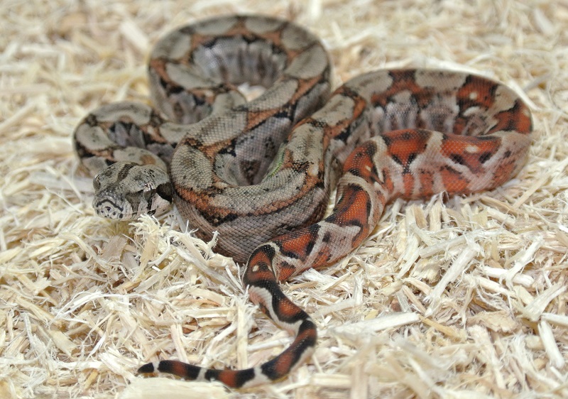 2013 ,Dwarf Central American Boas  Breeding Trial & Designer Morphs - Page 3 13081711423513278411473413