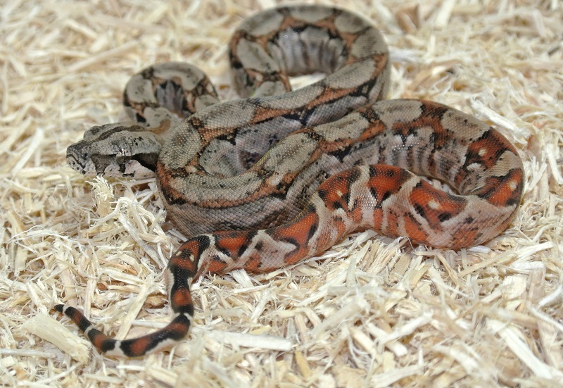 2013 ,Dwarf Central American Boas  Breeding Trial & Designer Morphs - Page 3 13081711423513278411473414