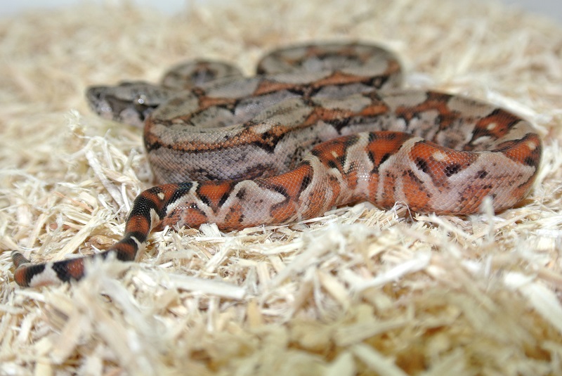 2013 ,Dwarf Central American Boas  Breeding Trial & Designer Morphs - Page 3 13081711423613278411473416