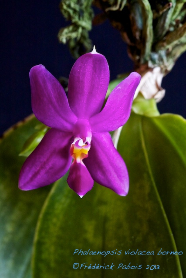 Phalaenopsis borneo10