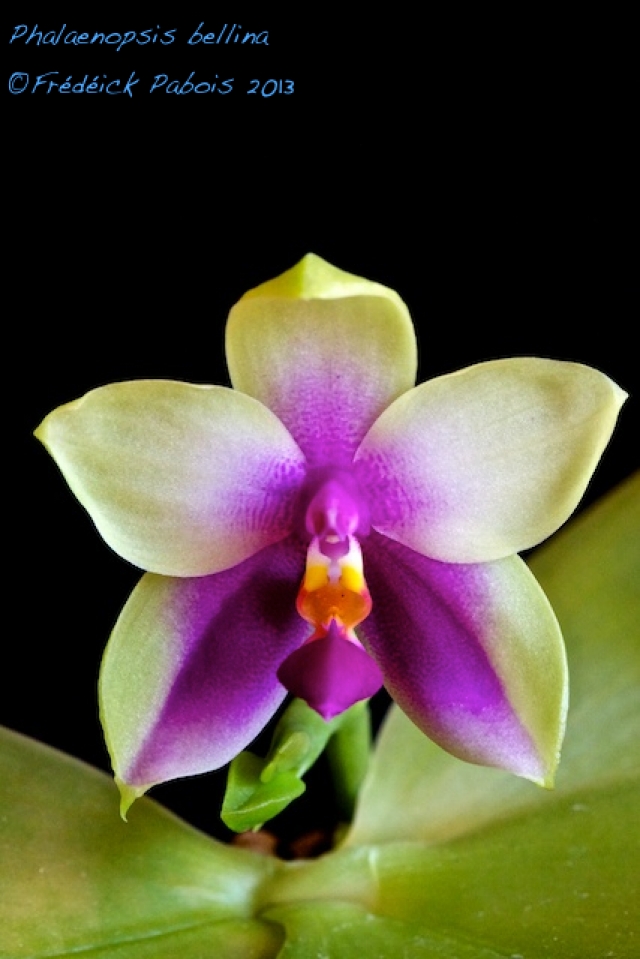 Phalaenopsis bellina 13081905320816321511477820