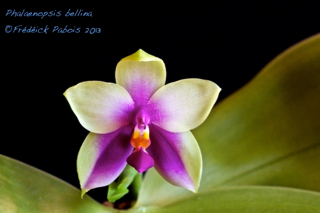 Phalaenopsis bellina 13081905322416321511477823