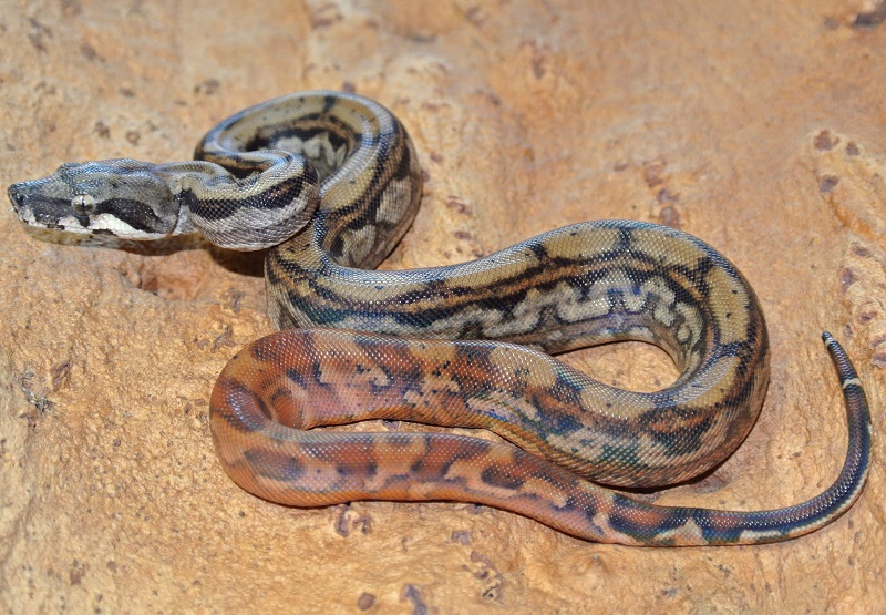 2013 ,Dwarf Central American Boas  Breeding Trial & Designer Morphs - Page 3 13082007222913278411481141