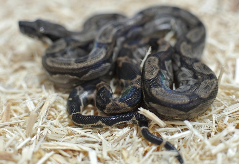 2013 ,Dwarf Central American Boas  Breeding Trial & Designer Morphs - Page 3 13082012363013278411479207