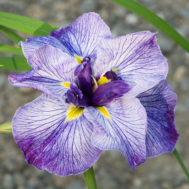Iris ensata Blue Spritz_web