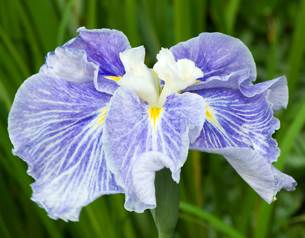 Iris ensata White Caps_web