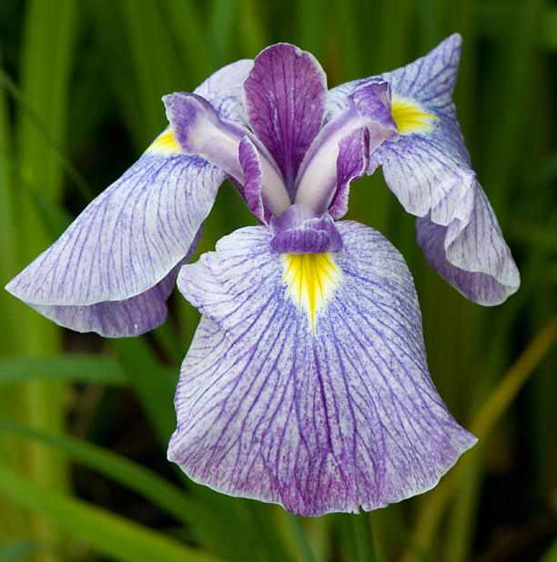 Iris ensata Reveille