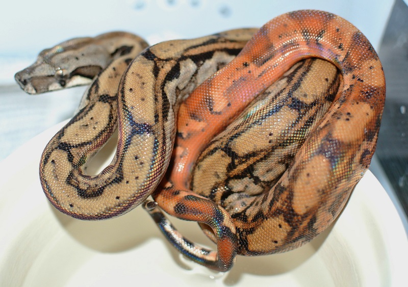 2013 ,Dwarf Central American Boas  Breeding Trial & Designer Morphs - Page 3 13082312411713278411486628