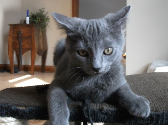 Pooky espi&egrave;gle