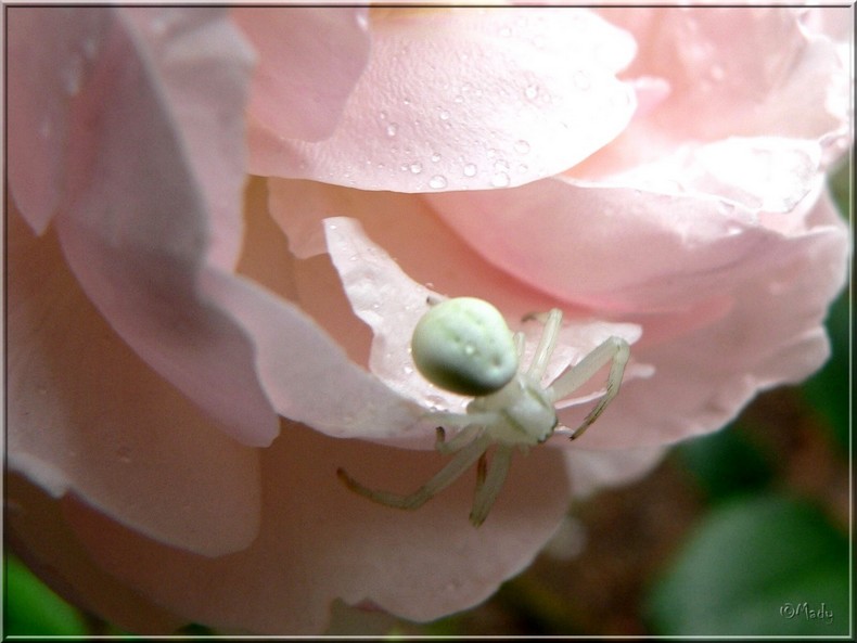 Petite araignÃ©e sur la rose red