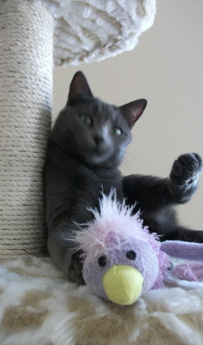 Pooky arbre a chat 2