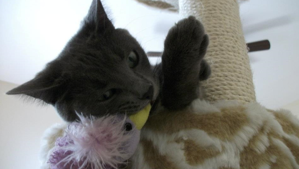 Pooky arbre a chat 3