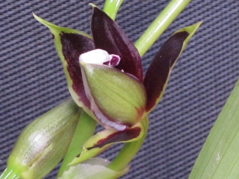 Zygopetalum hybride 13082907035016629811508527