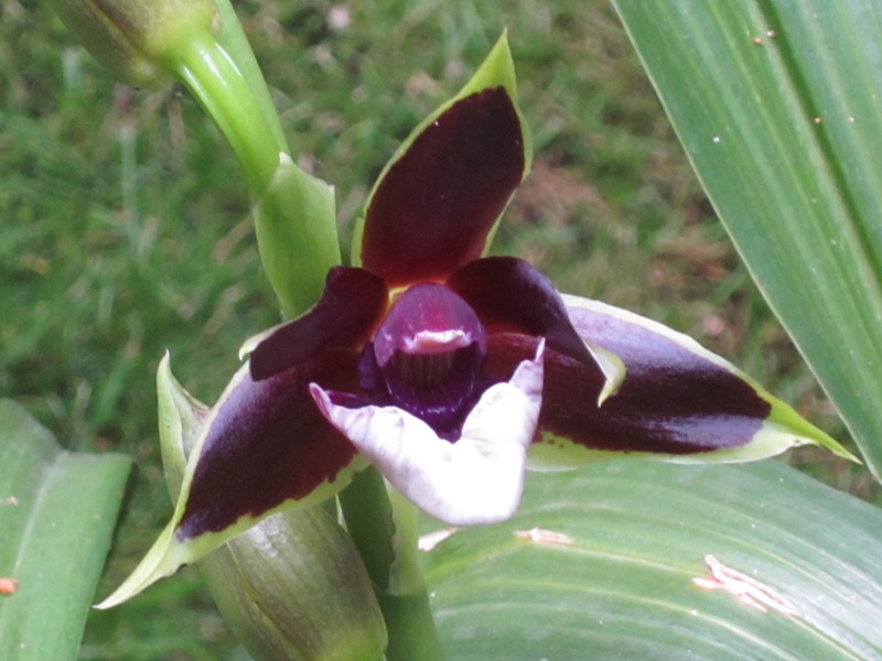 Zygopetalum hybride 13082907045316629811508538