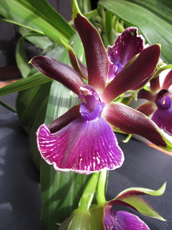 Zygopetalum hybride 13082907082216629811508551