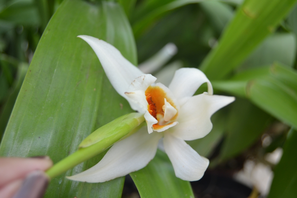Coelogyne mickalitzii 13083007571716191811510905