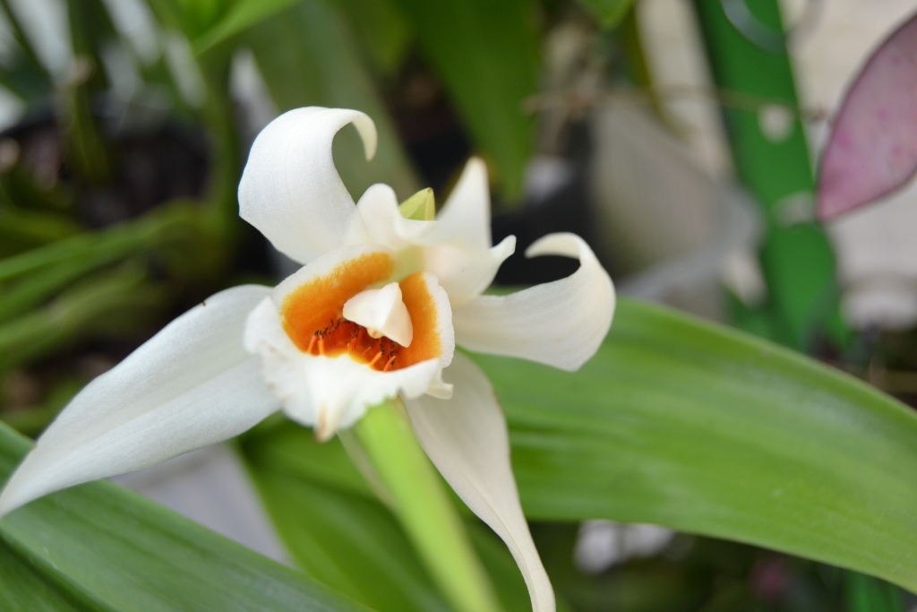 Coelogyne mickalitzii 13083007575516191811510906