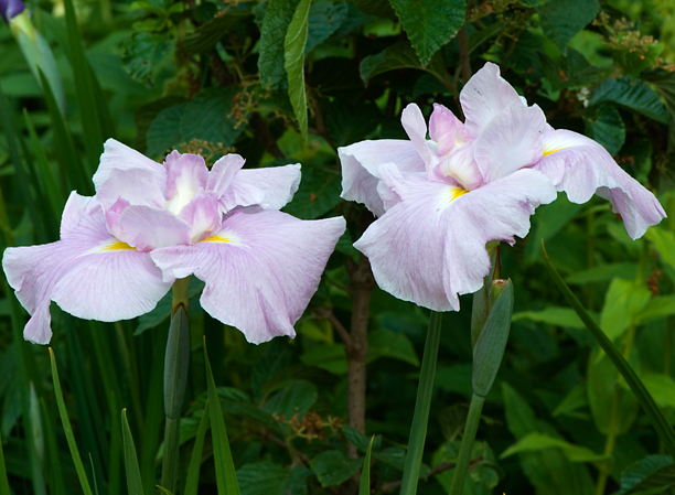Iris ensata Dirigio Pink Milestone 3_web