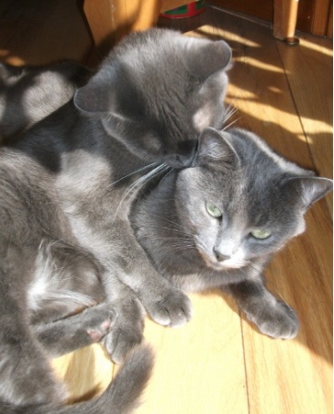 Pixel et Pooky toilettage!