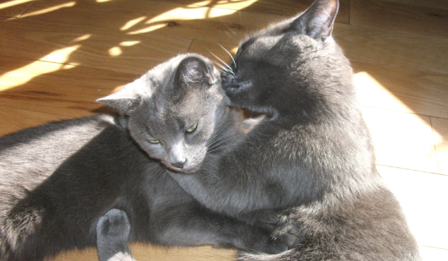 Pixel et Pooky toilettage 2