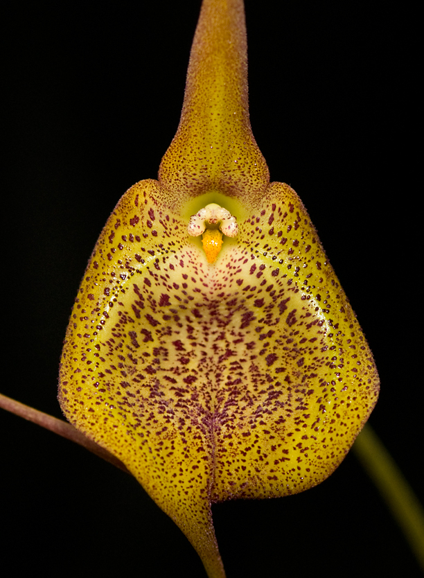 Masdevallia regina 13091408123816446811551399