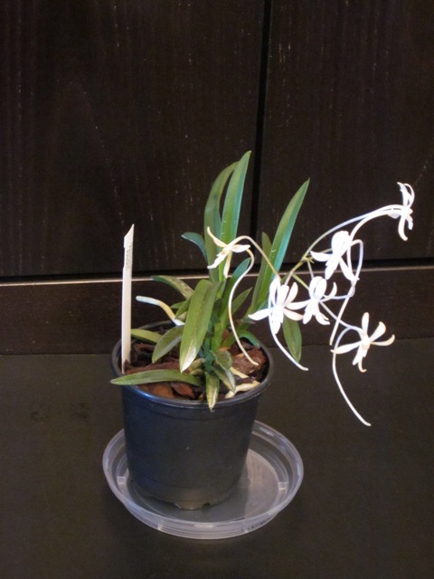 Neofinetia (Vanda) falcata 13100202594516629811603287