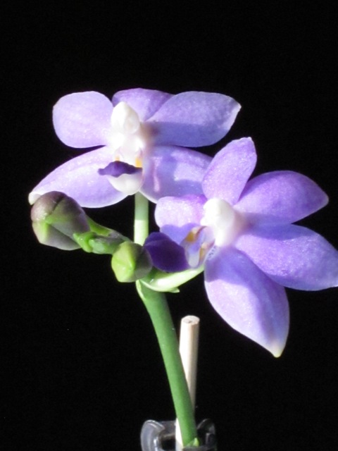 Phalaenopsis Purple Martin (Kenneth Schubert x violacea) 13100202594716629811603288