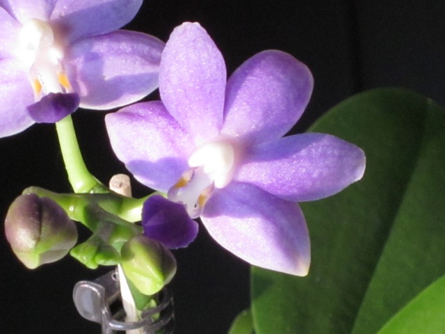Phalaenopsis Purple Martin (Kenneth Schubert x violacea) 13100202594916629811603289