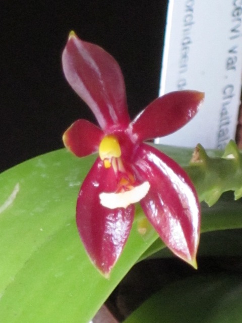 Phalaenopsis cornu-cervi var. chattaladae 13100202595016629811603290