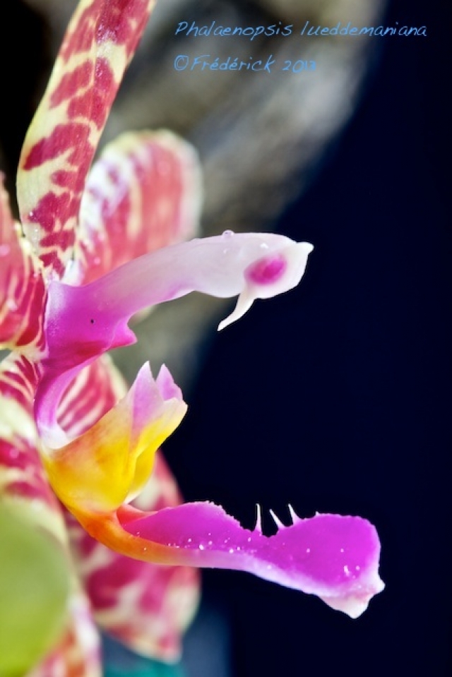 Phalaenopsis spica 13100406190716321511610883