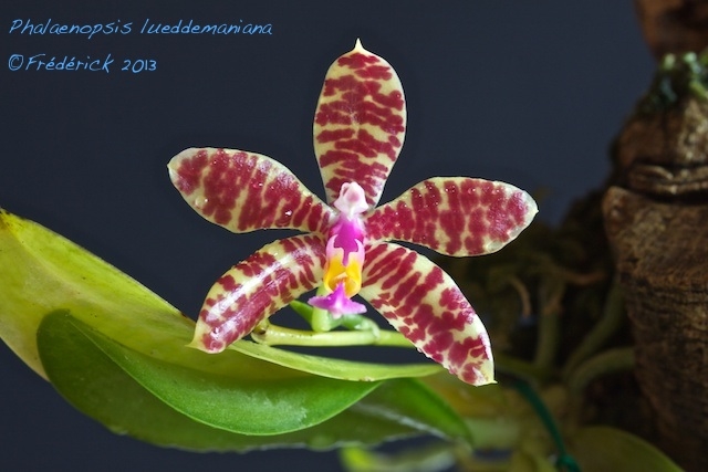 Phalaenopsis spica 13100406190916321511610884