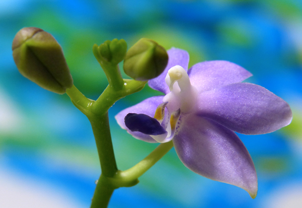 Phalaenopsis Purple Martin (Kenneth Schubert x violacea) 13100503465816629811613106