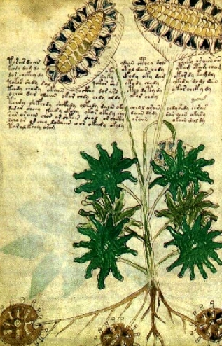 Le code du manuscrit Voynich enfin décrypté (Walter Grosse) 1310090557523850011625018
