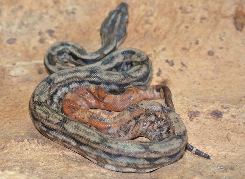 2013 ,Dwarf Central American Boas  Breeding Trial & Designer Morphs - Page 3 13100911062713278411626265