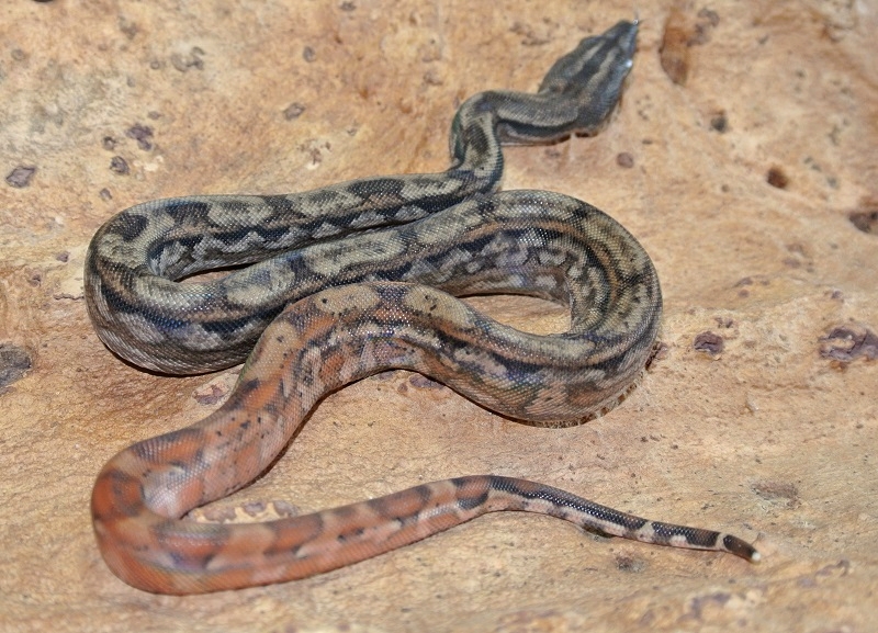 2013 ,Dwarf Central American Boas  Breeding Trial & Designer Morphs - Page 3 13100911062713278411626266