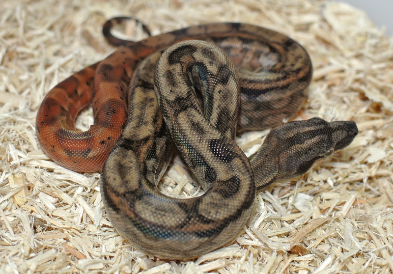 2013 ,Dwarf Central American Boas  Breeding Trial & Designer Morphs - Page 3 13100911062713278411626268