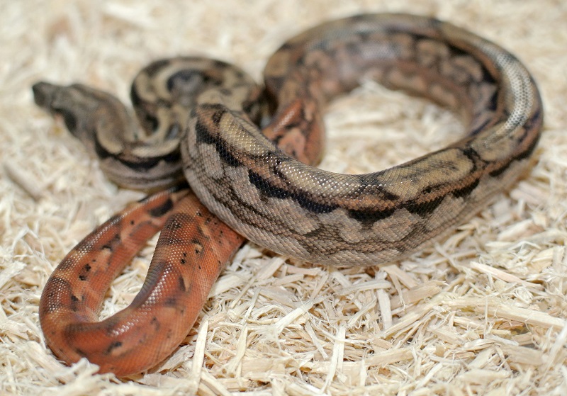 2013 ,Dwarf Central American Boas  Breeding Trial & Designer Morphs - Page 4 13100911062813278411626270