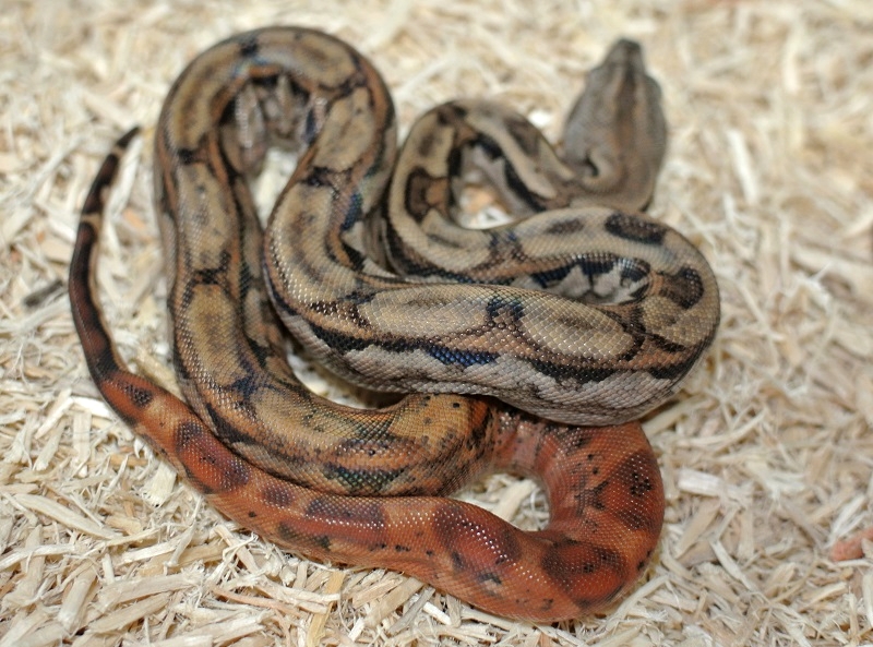 2013 ,Dwarf Central American Boas  Breeding Trial & Designer Morphs - Page 3 13100911062913278411626273