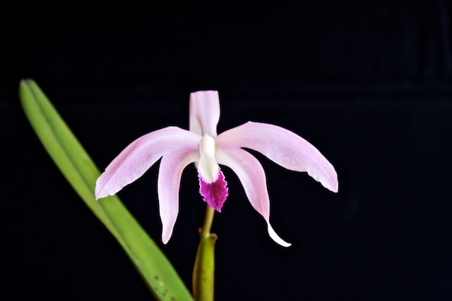 Laelia perrinii 13101202114616321511632680