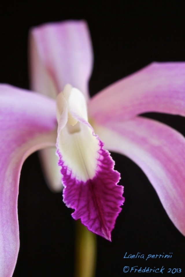 Laelia perrinii 13101202114916321511632682