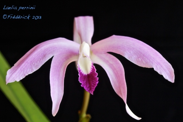 Laelia perrinii 13101202115016321511632683