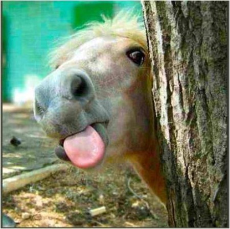 Poney tire langue (450 x 449)