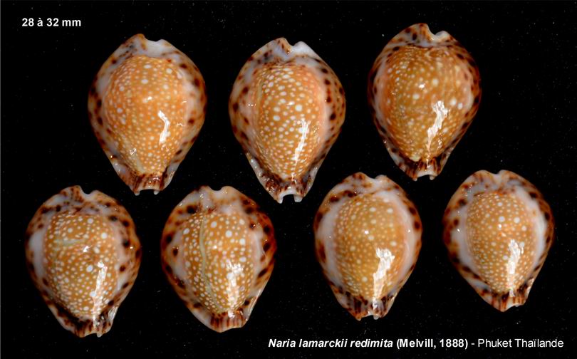 Naria lamarckii redimita (Melvill, 1888) voir Naria lamarckii 13102704354314587711678281