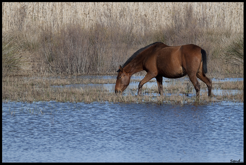 Chevaux des marais 13102708302816109011676349