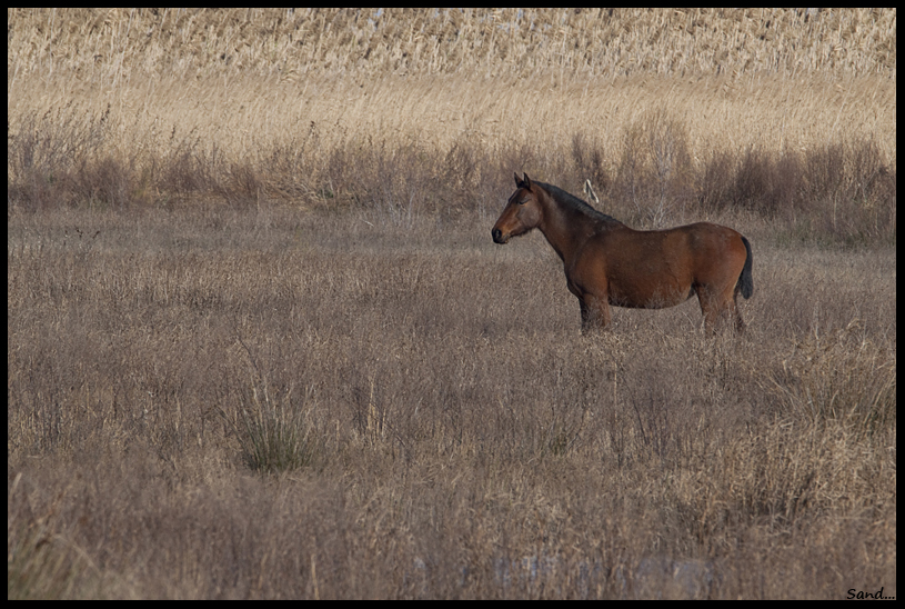 Chevaux des marais 13102708303316109011676350