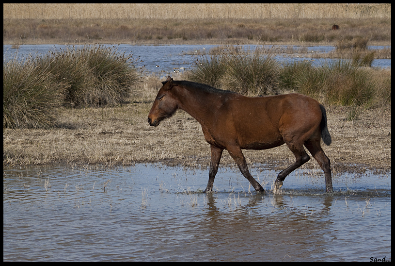 Chevaux des marais 13102708303816109011676351