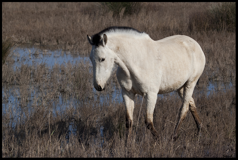 Chevaux des marais 13102708304816109011676354