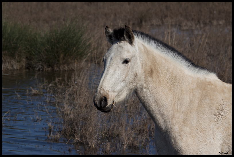 Chevaux des marais 13102708305116109011676355