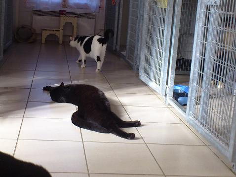 Gandhi, doux et magnifique chat noir, Aidofélins Maisons-Laffitte (78) 13102808245013307011680247