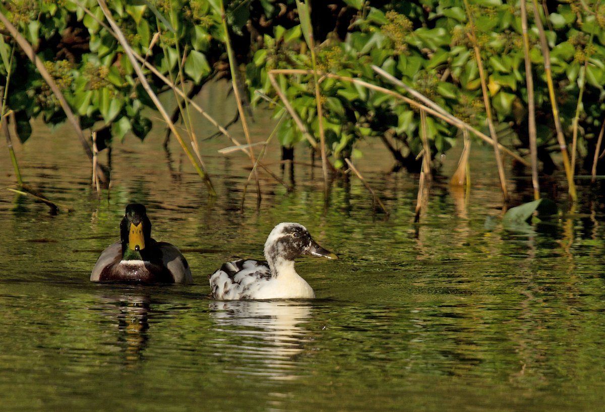 Rouge-Cloître (couples de canards souchet et couple colvert dont hybride) 1310290253045685111684551